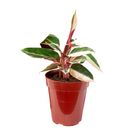 Planta Ornamental Variando Pt12