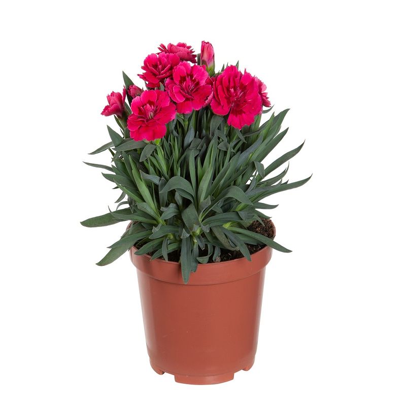 planta-flor-dianthus-dobrado-pt11-sortida-1.jpg