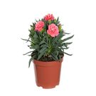 Planta Flor Dianthus Dobrado PT11 Sortida