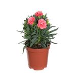 planta-flor-dianthus-dobrado-pt11-sortida-2.jpg
