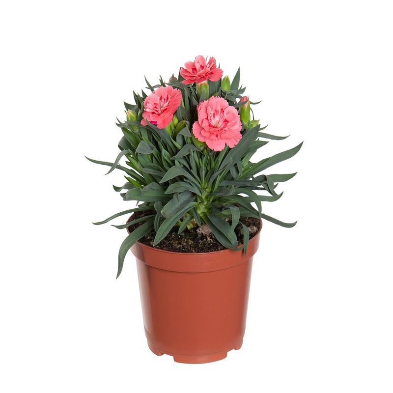 planta-flor-dianthus-dobrado-pt11-sortida-2.jpg