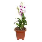 Planta Flor Orquídea Denphalaen Mini Quadrado PT12 Sortida