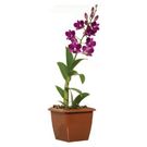 Planta Flor Orquídea Denphalaen Mini Quadrado PT12 Sortida
